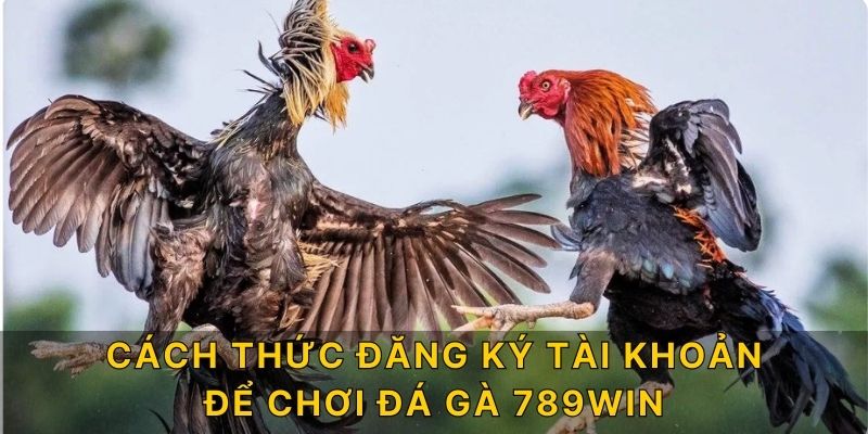 Cách thức đăng ký tài khoản để chơi đá gà 789win