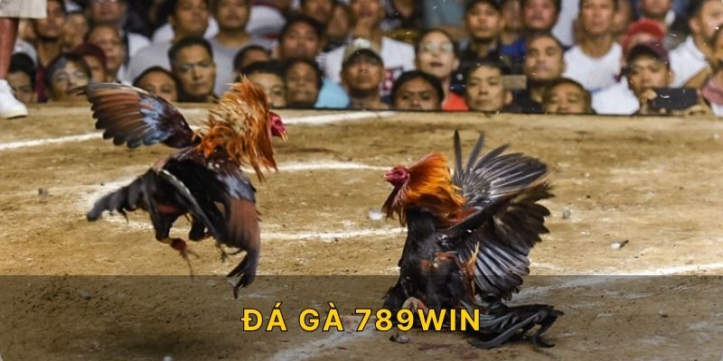 lợi ích Đá gà 789win